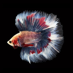 Doubletail Betta on black background. Beautiful fish. Swimming flutter tail flutter.