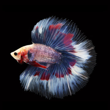 Doubletail Betta on black background. Beautiful fish. Swimming flutter tail flutter.