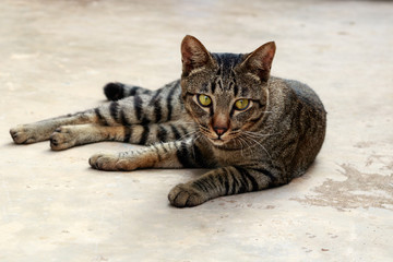 Thai cat sitting on cement floor