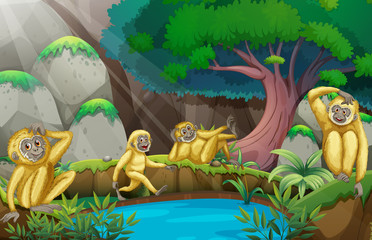 Obraz na płótnie Canvas Four gibbons in the forest