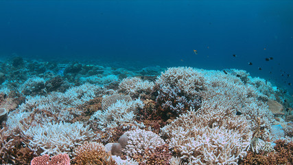 Coral bleaching occurs when sea surface temperatures rise.