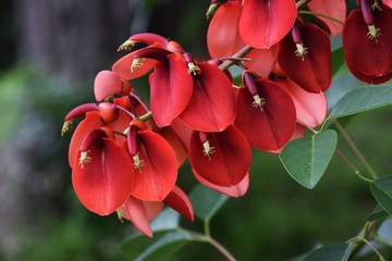 アメリカデイゴ（カイコウズ）