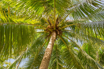 Under the shade of coconut trees