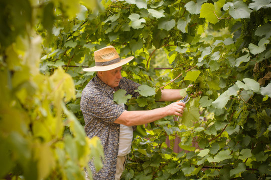 A mature man in hat and shirt work in garden near green grape on his cottage