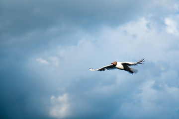 One river gull flies over the lake against a background of thunderclouds in cloudy weather