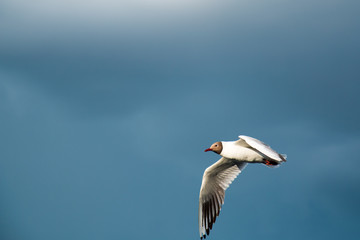 One river gull flies over the lake against a background of thunderclouds in cloudy weather