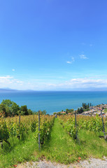 Obraz premium Vineyard and beautiful blue Leman lake