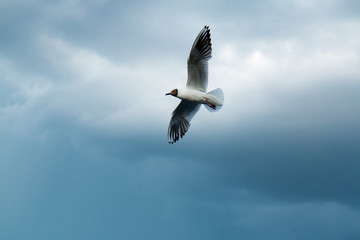 Fototapeta na wymiar One river gull flies over the lake against a background of thunderclouds in cloudy weather