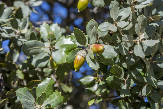 Close up of foliage and acorns of Holm Oak, Quercus ilex subsp. rotundifolia. Photo taken in Hoyo de Manzanares, province of Madrid, Spain