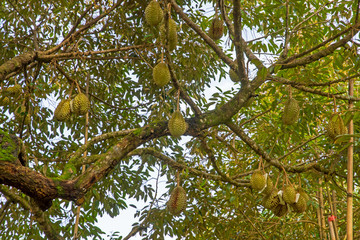 durian trees