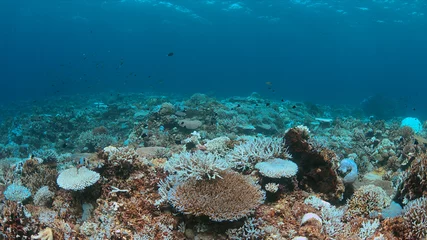 Foto op Aluminium Coral bleaching occurs when sea surface temperatures rise. © sabangvideo