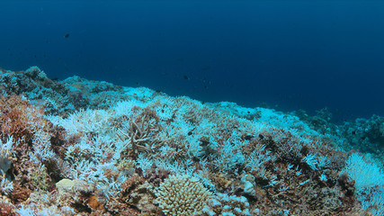 Coral bleaching occurs when sea surface temperatures rise.