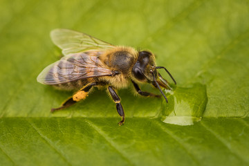 Macro image of a bee on a leaf drinking a honey drop from a hive