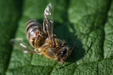 Macro image of a dead bee on a leaf from a hive in decline, plagued by the Colony collapse disorder and other diseases
