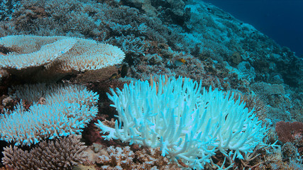 Coral bleaching occurs when sea surface temperatures rise.