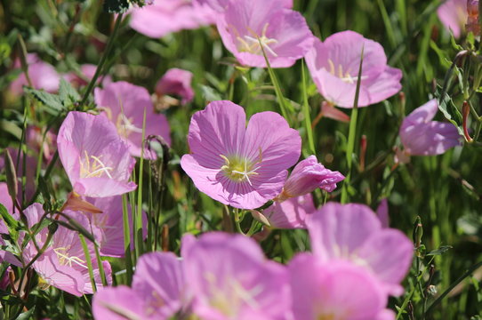 Pink Evening Primrose