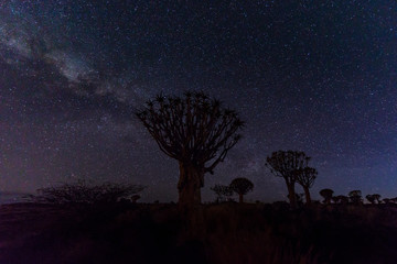 Milky way with the Quiver tree forest Namibia