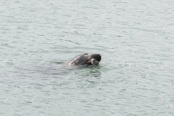 Seal, pinniped in the sea, eating fish
