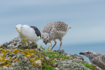 Seagull feeding its youngs, babies on the cliffs, chicks
