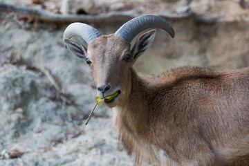 Goat with the leaf in his mouth in Chiangmai Zoo , Thailand