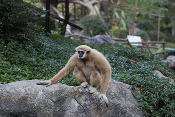 Monkey on a stone