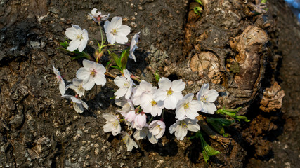 Cherry blossoms on tree trunk