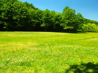 クローバー茂る草原と林風景