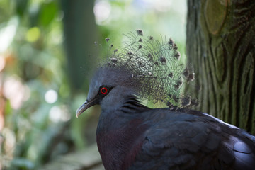 Victoria Crowned Pigeon
