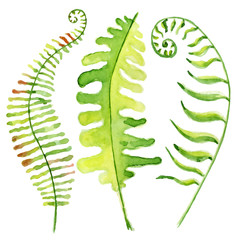 Watercolor tropical leaves