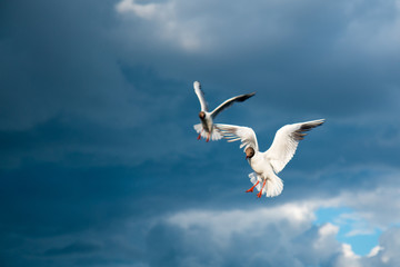 Outdoor landscape with Lake gull in the wedding coloring flying from left to right in the sky above endless sea water surface side view closeup view