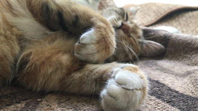 tabby sleeps bending paws