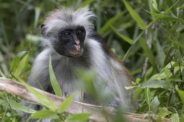 Portrait of a red colobus that sits among branches and grass in a protected forest