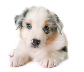 Obraz premium australian shepherd dog