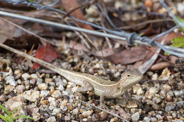 Diporiphora australis near fence