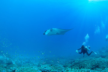 Fototapeta na wymiar Wonderful and beautiful underwater world with SCUBA diver playing with Stingrays