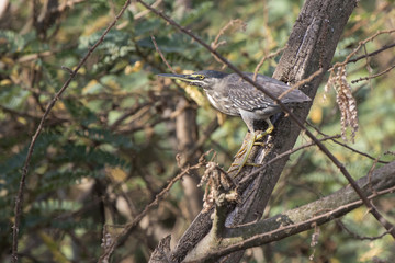 striated heron that stands on a tree branch hanging over the water on the shore of Lake Victoria