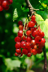 Ripe redcurrant berries hanging on the bush in a garden. Close-up. Selective focus on berries.
