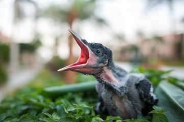 chick with open beak