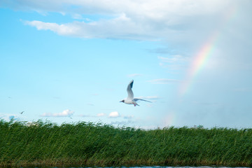 A flock of river gulls flies above the surface of the lake's water against the background of the sky and reeds