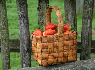Red ripe strawberries in a wicker basket