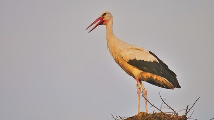 Storch stehend in Nest rechtscadriert