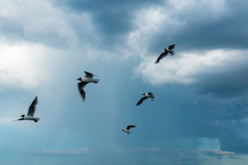 A flock of river gulls flies above the surface of the lake's water against the background of the sky