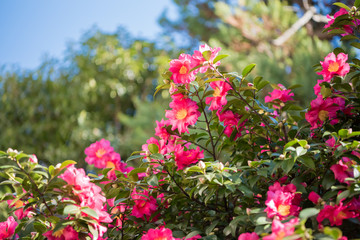 Obraz premium 満開の椿の花