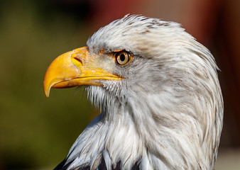Weißkopfseeadler