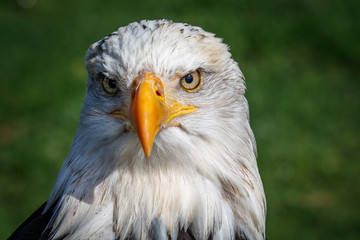 Weißkopfseeadler