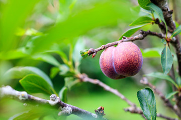 the plum ripe on branch, selective focus on plum, Soft focus, close up.