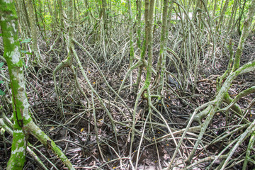 mangrove forest