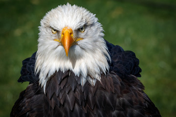Weißkopfseeadler