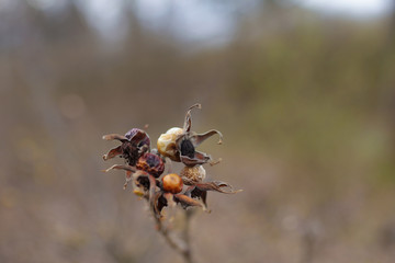 Dry rosehips