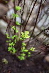 First green leaves of spring herb Spring